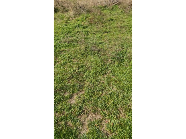 İzmir Bayındır Çınardibi'nde 4.894 m2 Kiraz Bahçesi Çok Uygun. İlan Açıklamasını Okuyarak Arayınız.