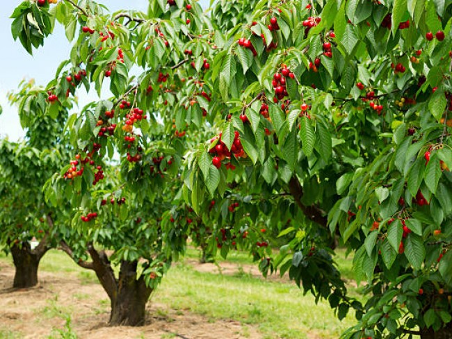 İzmir Bayındır Çınardibi'nde 4.894 m2 Kiraz Bahçesi Çok Uygun. İlan Açıklamasını Okuyarak Arayınız.