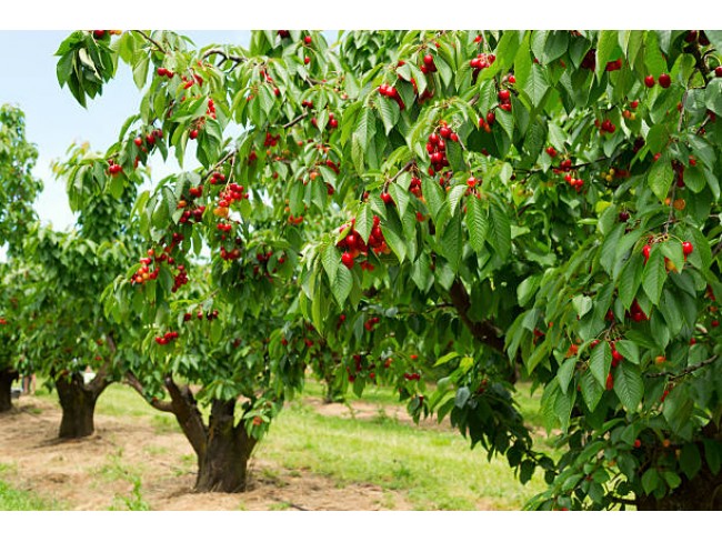 İzmir Bayındır Çınardibi'nde 4.894 m2 Kiraz Bahçesi Çok Uygun. İlan Açıklamasını Okuyarak Arayınız. İzmir Bayındır Çınardibi'nde 4.894 m2 Kiraz Bahçesi Çok Uygun. İlan Açıklamasını Okuyarak Arayınız.