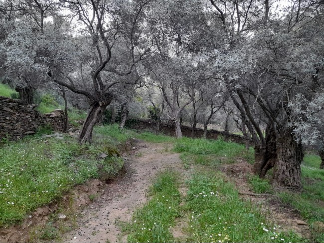 İzmir Bayındır Kızıloba'da 2.096 m2 Akarsuyu olan Zeytinlik Mandalina Bahçesi. Açıklamayı Okuyunuz. İzmir Bayındır Kızıloba'da 2.096 m2 Akarsuyu olan Zeytinlik Mandalina Bahçesi. Açıklamayı Okuyunuz.