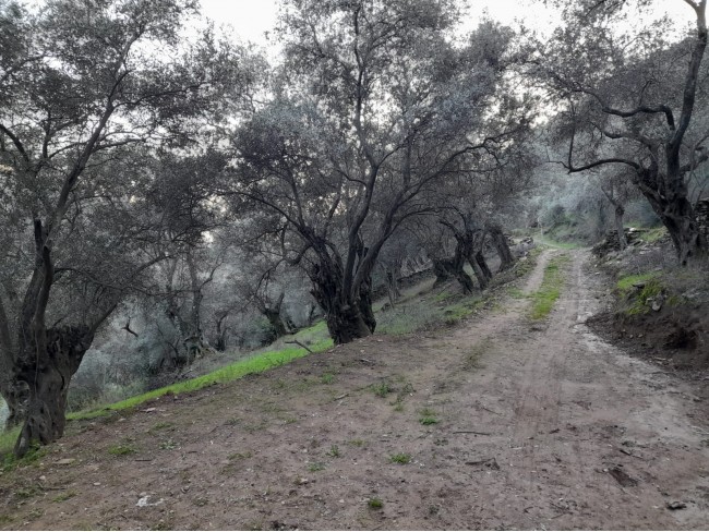 İzmir Bayındır Kızıloba'da 2.096 m2 Akarsuyu olan Zeytinlik Mandalina Bahçesi. Açıklamayı Okuyunuz.