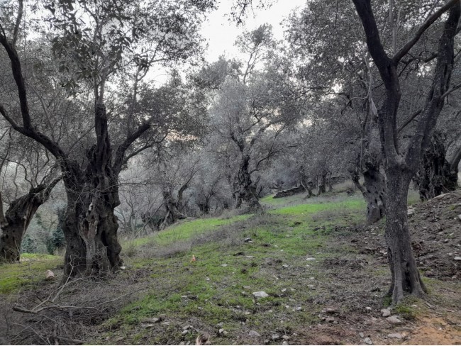 İzmir Bayındır Kızıloba'da 2.096 m2 Akarsuyu olan Zeytinlik Mandalina Bahçesi. Açıklamayı Okuyunuz.