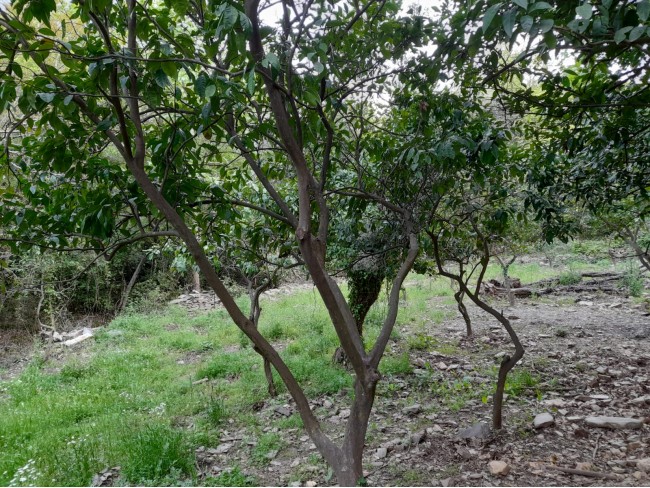 İzmir Bayındır Kızıloba'da 2.096 m2 Akarsuyu olan Zeytinlik Mandalina Bahçesi. Açıklamayı Okuyunuz. İzmir Bayındır Kızıloba'da 2.096 m2 Akarsuyu olan Zeytinlik Mandalina Bahçesi. Açıklamayı Okuyunuz.