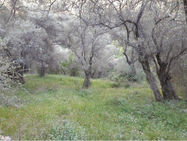 İzmir Bayındır Kızıloba'da 2.096 m2 Akarsuyu olan Zeytinlik Mandalina Bahçesi. Açıklamayı Okuyunuz.