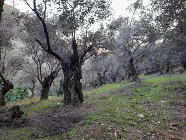 İzmir Bayındır Kızıloba'da 2.096 m2 Akarsuyu olan Zeytinlik Mandalina Bahçesi. Açıklamayı Okuyunuz.