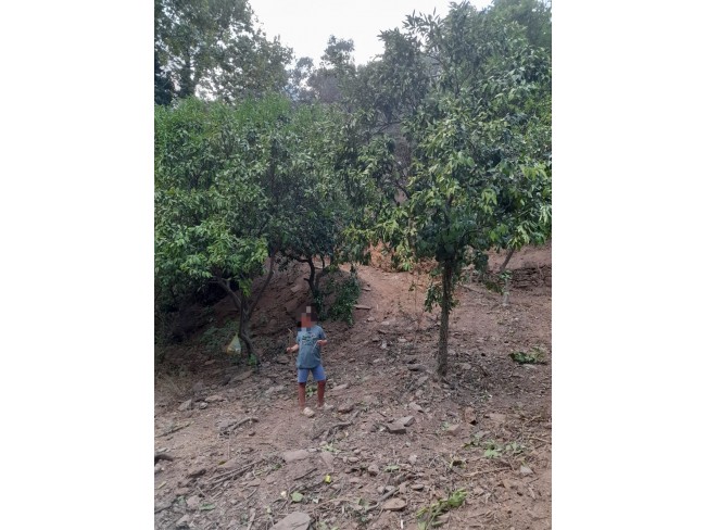 İzmir Bayındır Kızıloba'da 2.096 m2 Akarsuyu olan Zeytinlik Mandalina Bahçesi. Açıklamayı Okuyunuz. İzmir Bayındır Kızıloba'da 2.096 m2 Akarsuyu olan Zeytinlik Mandalina Bahçesi. Açıklamayı Okuyunuz.