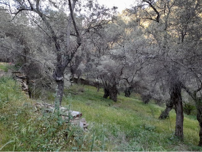 İzmir Bayındır Kızıloba'da 2.096 m2 Akarsuyu olan Zeytinlik Mandalina Bahçesi. Açıklamayı Okuyunuz.