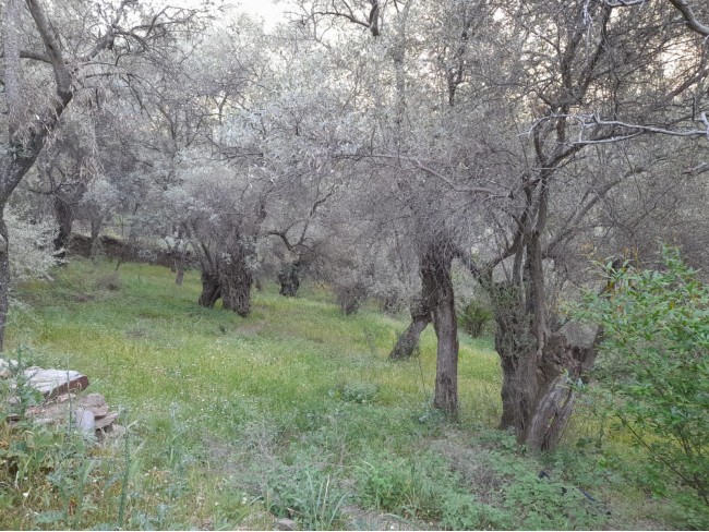 İzmir Bayındır Kızıloba'da 2.096 m2 Akarsuyu olan Zeytinlik Mandalina Bahçesi. Açıklamayı Okuyunuz. İzmir Bayındır Kızıloba'da 2.096 m2 Akarsuyu olan Zeytinlik Mandalina Bahçesi. Açıklamayı Okuyunuz.