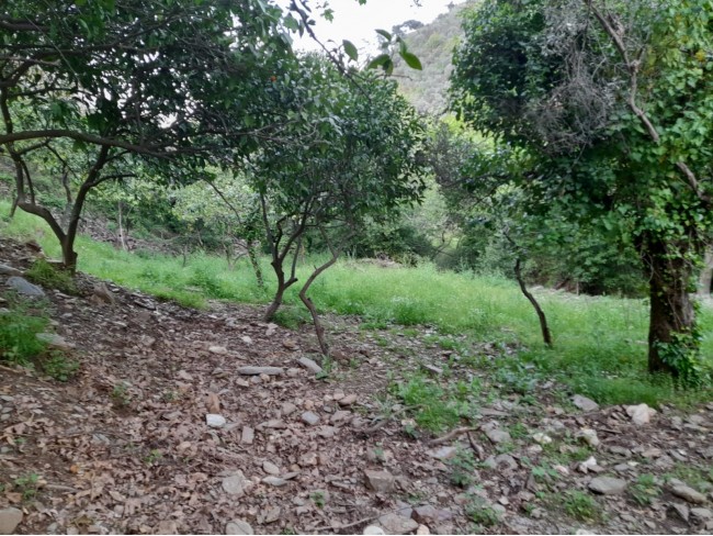 İzmir Bayındır Kızıloba'da 2.096 m2 Akarsuyu olan Zeytinlik Mandalina Bahçesi. Açıklamayı Okuyunuz.