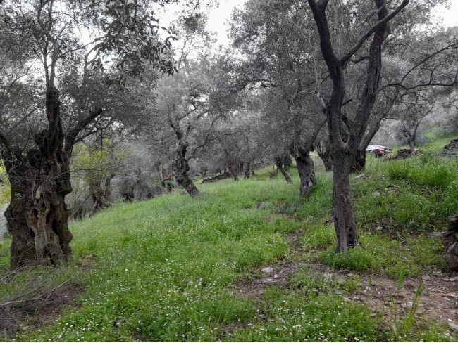 İzmir Bayındır Kızıloba'da 2.096 m2 Akarsuyu olan Zeytinlik Mandalina Bahçesi. Açıklamayı Okuyunuz.