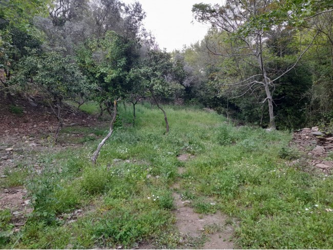 İzmir Bayındır Kızıloba'da 2.096 m2 Akarsuyu olan Zeytinlik Mandalina Bahçesi. Açıklamayı Okuyunuz. İzmir Bayındır Kızıloba'da 2.096 m2 Akarsuyu olan Zeytinlik Mandalina Bahçesi. Açıklamayı Okuyunuz.