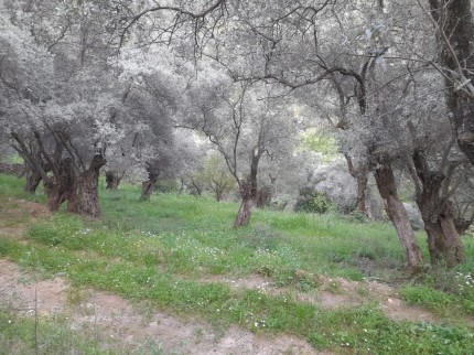 İzmir Bayındır Kızıloba'da 2.096 m2 Akarsuyu olan Zeytinlik Mandalina Bahçesi. Açıklamayı Okuyunuz.