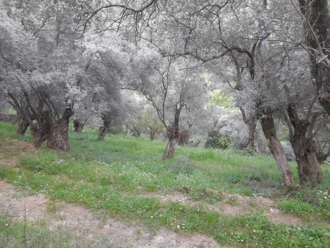 İzmir Bayındır Kızıloba'da 2.096 m2 Akarsuyu olan Zeytinlik Mandalina Bahçesi. Açıklamayı Okuyunuz. İzmir Bayındır Kızıloba'da 2.096 m2 Akarsuyu olan Zeytinlik Mandalina Bahçesi. Açıklamayı Okuyunuz.