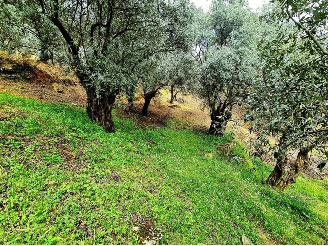 İzmir Bayındır Kızıloba'da 99 m2 Akarsuya Köye Yakın Uygun Zeytinlik. Yolu Var. Açıklamayı Okuyunuz. İzmir Bayındır Kızıloba'da 99 m2 Akarsuya Köye Yakın Uygun Zeytinlik. Yolu Var. Açıklamayı Okuyunuz.