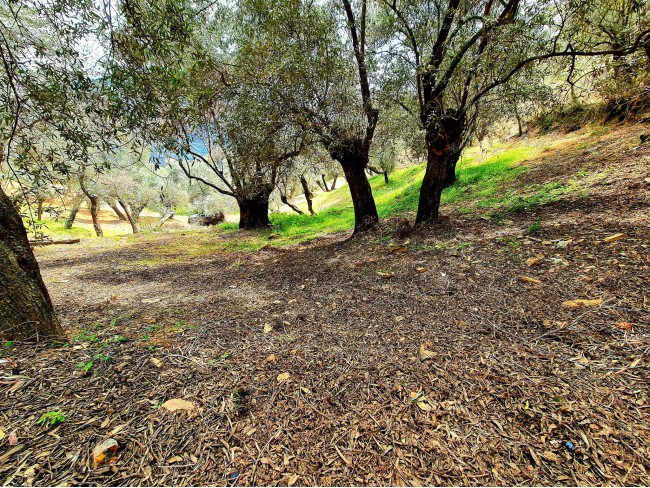 İzmir Bayındır Kızıloba'da 99 m2 Akarsuya Köye Yakın Uygun Zeytinlik. Yolu Var. Açıklamayı Okuyunuz.