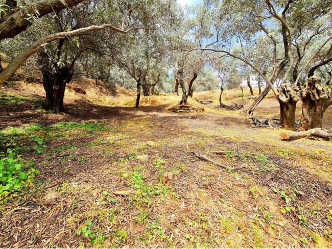 İzmir Bayındır Kızıloba'da 99 m2 Akarsuya Köye Yakın Uygun Zeytinlik. Yolu Var. Açıklamayı Okuyunuz.