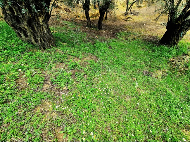 İzmir Bayındır Kızıloba'da 99 m2 Akarsuya Köye Yakın Uygun Zeytinlik. Yolu Var. Açıklamayı Okuyunuz.