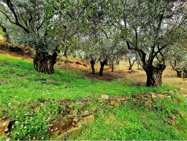 İzmir Bayındır Kızıloba'da 99 m2 Akarsuya Köye Yakın Uygun Zeytinlik. Yolu Var. Açıklamayı Okuyunuz. İzmir Bayındır Kızıloba'da 99 m2 Akarsuya Köye Yakın Uygun Zeytinlik. Yolu Var. Açıklamayı Okuyunuz.