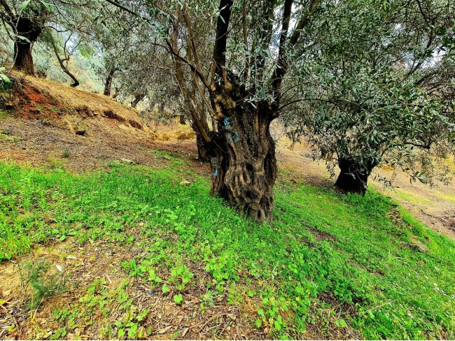 İzmir Bayındır Kızıloba'da 99 m2 Akarsuya Köye Yakın Uygun Zeytinlik. Yolu Var. Açıklamayı Okuyunuz.