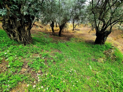İzmir Bayındır Kızıloba'da 99 m2 Akarsuya Köye Yakın Uygun Zeytinlik. Yolu Var. Açıklamayı Okuyunuz.