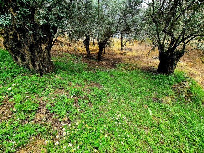 İzmir Bayındır Kızıloba'da 99 m2 Akarsuya Köye Yakın Uygun Zeytinlik. Yolu Var. Açıklamayı Okuyunuz.