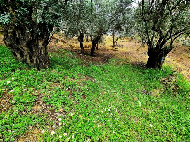 İzmir Bayındır Kızıloba'da 99 m2 Akarsuya Köye Yakın Uygun Zeytinlik. Yolu Var. Açıklamayı Okuyunuz. İzmir Bayındır Kızıloba'da 99 m2 Akarsuya Köye Yakın Uygun Zeytinlik. Yolu Var. Açıklamayı Okuyunuz.