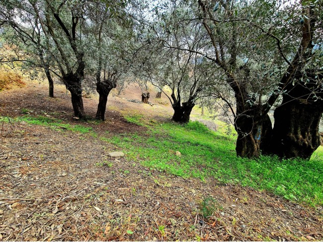 İzmir Bayındır Kızıloba'da 99 m2 Akarsuya Köye Yakın Uygun Zeytinlik. Yolu Var. Açıklamayı Okuyunuz.