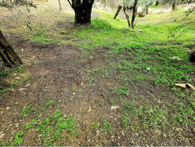 İzmir Bayındır Kızıloba'da 99 m2 Akarsuya Köye Yakın Uygun Zeytinlik. Yolu Var. Açıklamayı Okuyunuz.