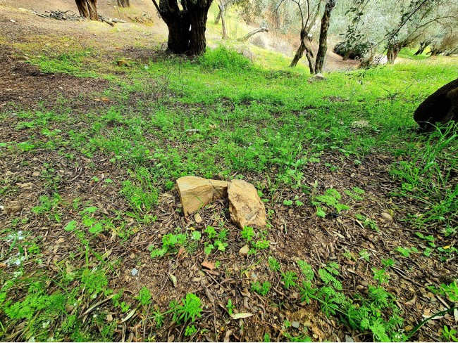İzmir Bayındır Kızıloba'da 99 m2 Akarsuya Köye Yakın Uygun Zeytinlik. Yolu Var. Açıklamayı Okuyunuz.