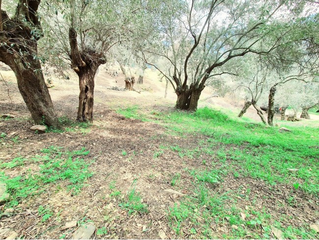 İzmir Bayındır Kızıloba'da 99 m2 Akarsuya Köye Yakın Uygun Zeytinlik. Yolu Var. Açıklamayı Okuyunuz. İzmir Bayındır Kızıloba'da 99 m2 Akarsuya Köye Yakın Uygun Zeytinlik. Yolu Var. Açıklamayı Okuyunuz.