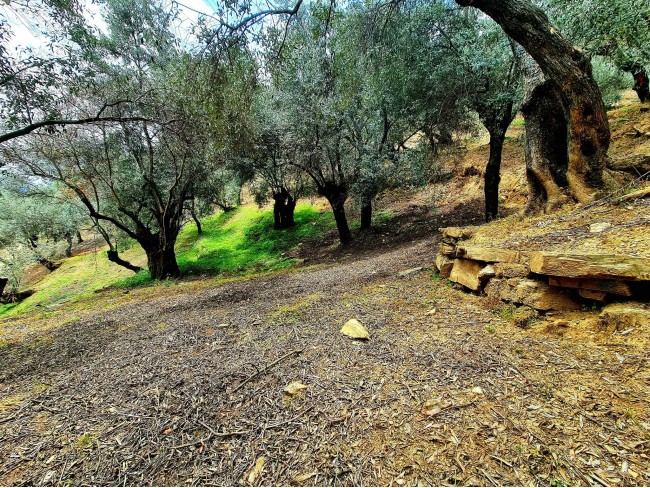 İzmir Bayındır Kızıloba'da 99 m2 Akarsuya Köye Yakın Uygun Zeytinlik. Yolu Var. Açıklamayı Okuyunuz.