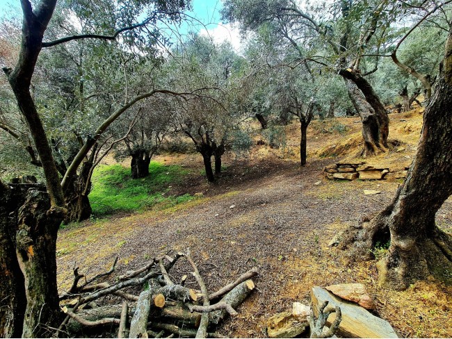 İzmir Bayındır Kızıloba'da 99 m2 Akarsuya Köye Yakın Uygun Zeytinlik. Yolu Var. Açıklamayı Okuyunuz.