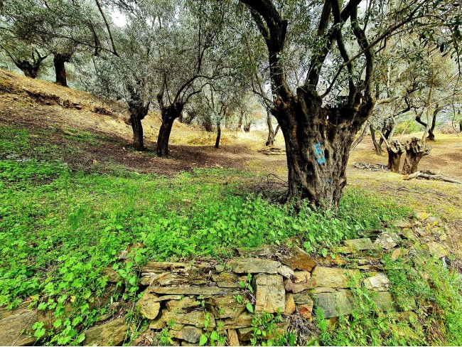 İzmir Bayındır Kızıloba'da 99 m2 Akarsuya Köye Yakın Uygun Zeytinlik. Yolu Var. Açıklamayı Okuyunuz.