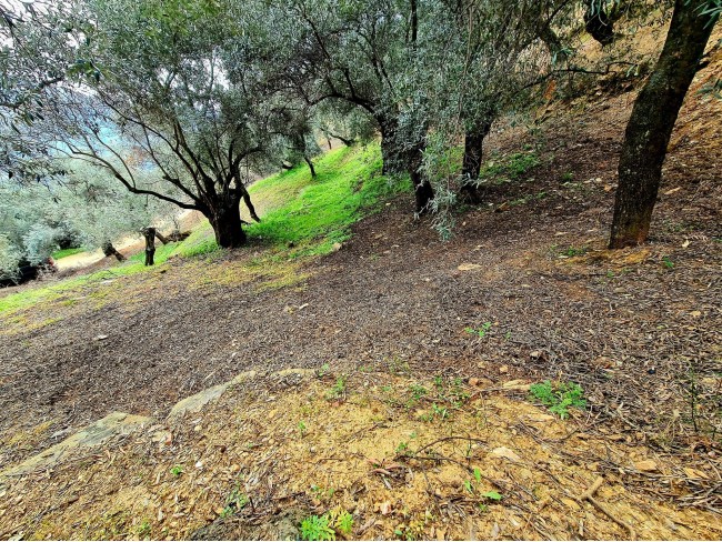İzmir Bayındır Kızıloba'da 99 m2 Akarsuya Köye Yakın Uygun Zeytinlik. Yolu Var. Açıklamayı Okuyunuz.