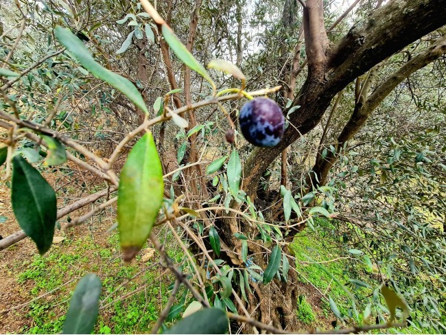 İzmir Bayındır Kızıloba'da 99 m2 Akarsuya Köye Yakın Uygun Zeytinlik. Yolu Var. Açıklamayı Okuyunuz. İzmir Bayındır Kızıloba'da 99 m2 Akarsuya Köye Yakın Uygun Zeytinlik. Yolu Var. Açıklamayı Okuyunuz.