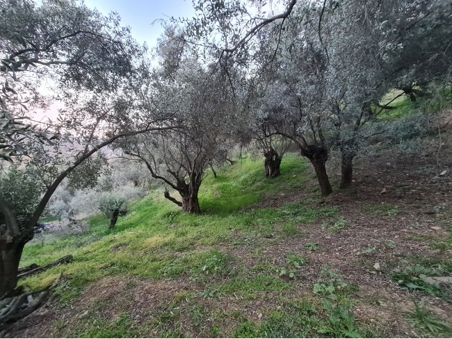 İzmir Bayındır Kızıloba'da 99 m2 Akarsuya Köye Yakın Uygun Zeytinlik. Yolu Var. Açıklamayı Okuyunuz.