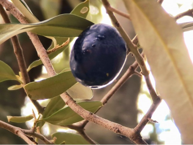 İzmir Bayındır Kızıloba'da 99 m2 Akarsuya Köye Yakın Uygun Zeytinlik. Yolu Var. Açıklamayı Okuyunuz.