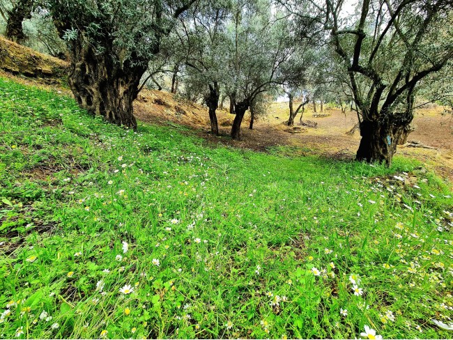 İzmir Bayındır Kızıloba'da 99 m2 Akarsuya Köye Yakın Uygun Zeytinlik. Yolu Var. Açıklamayı Okuyunuz.