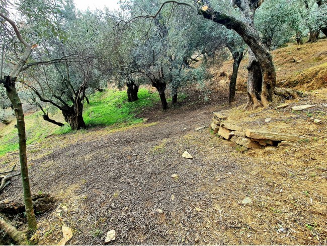 İzmir Bayındır Kızıloba'da 99 m2 Akarsuya Köye Yakın Uygun Zeytinlik. Yolu Var. Açıklamayı Okuyunuz. İzmir Bayındır Kızıloba'da 99 m2 Akarsuya Köye Yakın Uygun Zeytinlik. Yolu Var. Açıklamayı Okuyunuz.