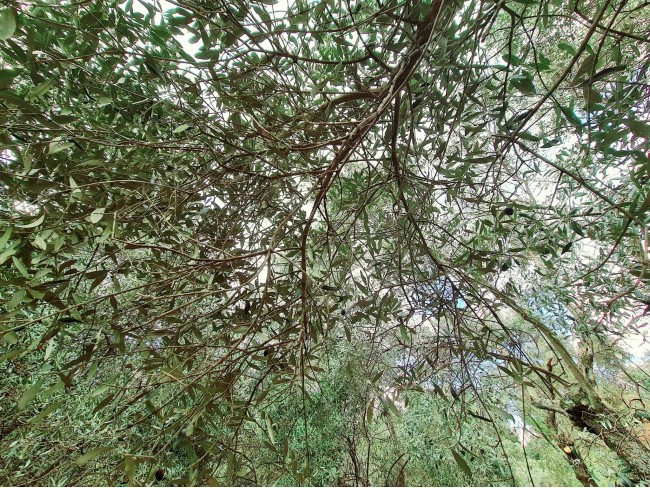 İzmir Bayındır Kızıloba'da 99 m2 Akarsuya Köye Yakın Uygun Zeytinlik. Yolu Var. Açıklamayı Okuyunuz.