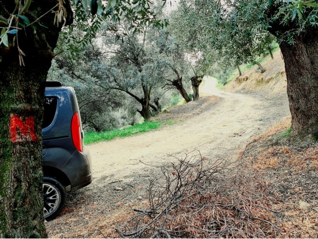 İzmir Bayındır Kızıloba'da 99 m2 Akarsuya Köye Yakın Uygun Zeytinlik. Yolu Var. Açıklamayı Okuyunuz.