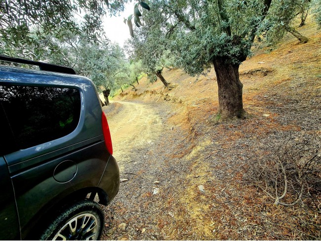 İzmir Bayındır Kızıloba'da 99 m2 Akarsuya Köye Yakın Uygun Zeytinlik. Yolu Var. Açıklamayı Okuyunuz.