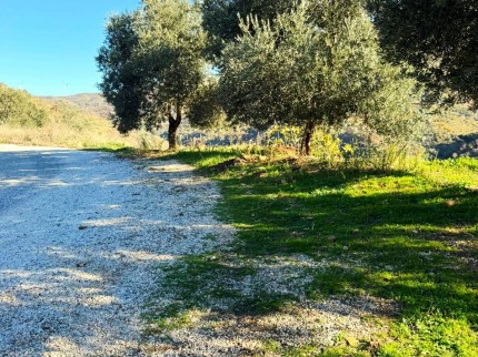 İzmir Tire Büyükkemerdere'de 364 m2 Asfalt Yola Cepheli Yatırımlık Tarla. Açıklamayı Okuyunuz.