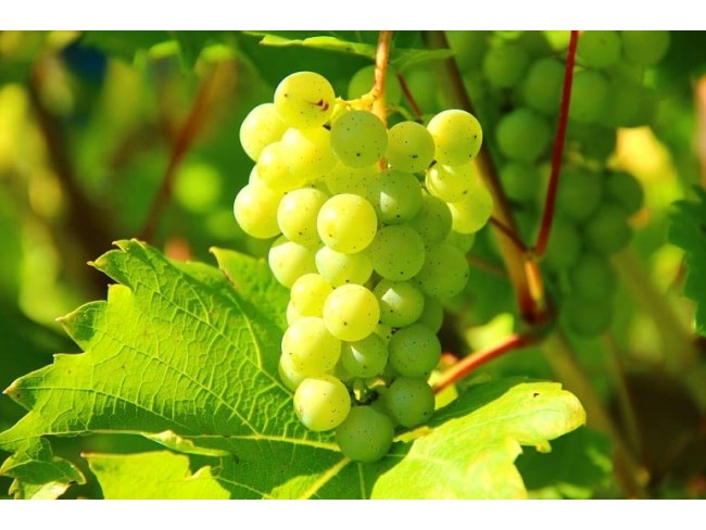 Uşak Karahallı Paşalar'da 1.894 m2 Asfalt Yola Yerleşime Yakın Uygun Bağ. Açıklamayı Okuyunuz. Uşak Karahallı Paşalar'da 1.894 m2 Asfalt Yola Yerleşime Yakın Uygun Bağ. Açıklamayı Okuyunuz.