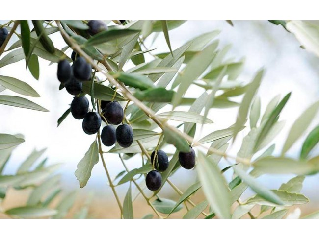 İzmir Bayındır Kızılkeçili'de 2 Adet Toplam 432 m2 Zeytinlik. Yolu Var. Açıklamayı Okuyunuz Lütfen.