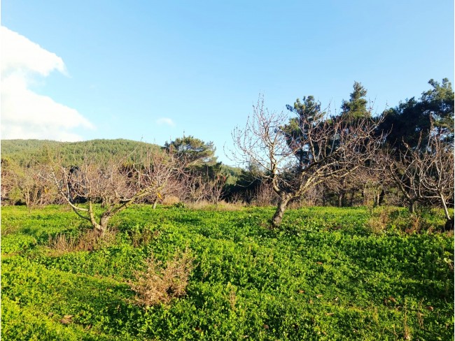İzmir Bayındır Dernekli Yaylada 6.441 m2 Kiraz Bahçesi. 500 Ağaçlık. Açıklamayı Okuyunuz Lütfen. İzmir Bayındır Dernekli Yaylada 6.441 m2 Kiraz Bahçesi. 500 Ağaçlık. Açıklamayı Okuyunuz Lütfen.