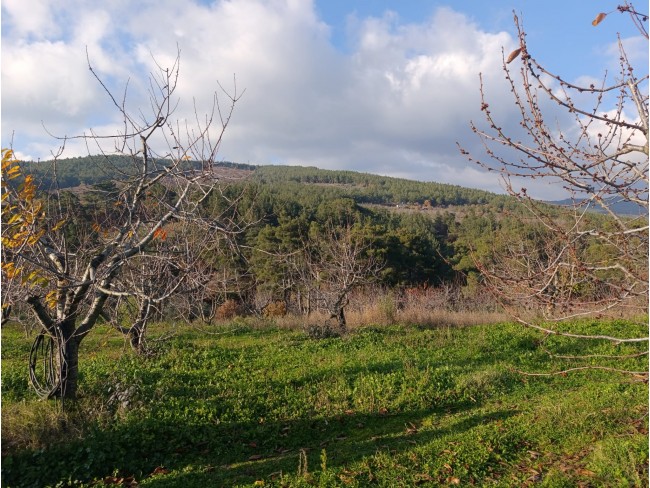 İzmir Bayındır Dernekli Yaylada 6.441 m2 Kiraz Bahçesi. 500 Ağaçlık. Açıklamayı Okuyunuz Lütfen. İzmir Bayındır Dernekli Yaylada 6.441 m2 Kiraz Bahçesi. 500 Ağaçlık. Açıklamayı Okuyunuz Lütfen.