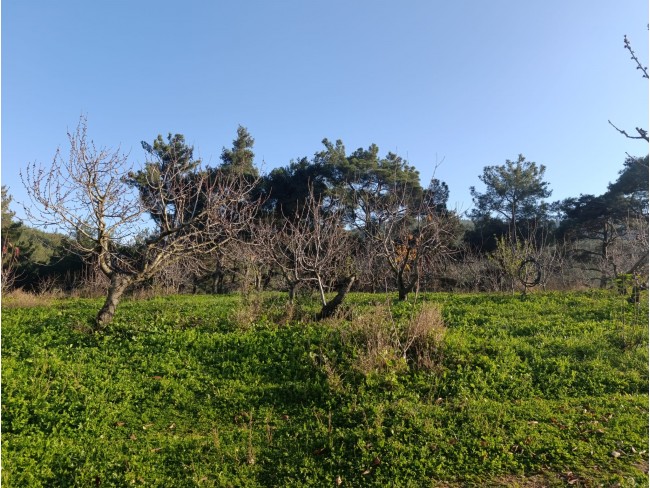 İzmir Bayındır Dernekli Yaylada 6.441 m2 Kiraz Bahçesi. 500 Ağaçlık. Açıklamayı Okuyunuz Lütfen. İzmir Bayındır Dernekli Yaylada 6.441 m2 Kiraz Bahçesi. 500 Ağaçlık. Açıklamayı Okuyunuz Lütfen.