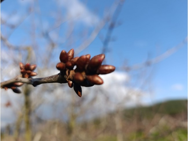 İzmir Bayındır Dernekli Yaylada 6.441 m2 Kiraz Bahçesi. 500 Ağaçlık. Açıklamayı Okuyunuz Lütfen.