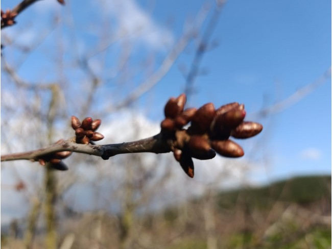 İzmir Bayındır Dernekli Yaylada 6.441 m2 Kiraz Bahçesi. 500 Ağaçlık. Açıklamayı Okuyunuz Lütfen.